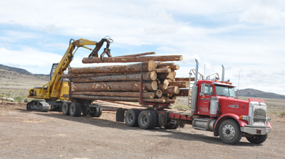 Trees are harvested and brought to the mill: Rocky Mountain Timber Products, Del Norte, Colorado